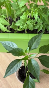 pepper seedlings in plastic container.