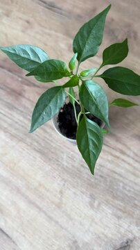 pepper seedlings in plastic container. preparation