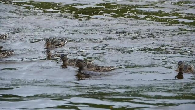 flock of wild ducks swings on the waves