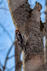A male yellow-bellied sapsucker woodpecker, identified by their black and white color with red...