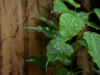 fresh green plants in the rain. Natural green background with leaf and drops of water.