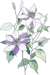 Delicate,  floral arrangement of  two  white and lavender clematis flowers with  light  green leaves and buds.  Detailed line art style