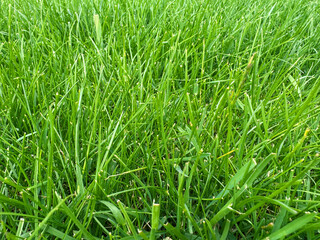Green grass background.