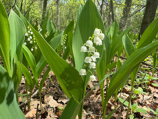 beautiful lilies of the valley