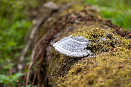 A powerful tinder mushroom grows from an old tree. The rays of the sun illuminate the forest picture.