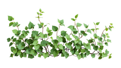 Green leaves bush, isolated on transparent background