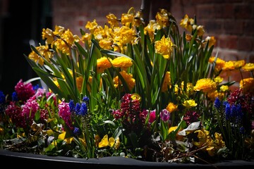 Fototapeta premium Vibrant Spring Flower Arrangement