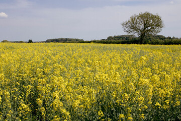 Obraz premium A field of rapeseed flourishing away in our landscape