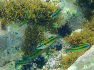 Seagrass underwater with natural sunlight in Mediterranean sea, jijel Algeria, Sea Grass underwater, seagrass Kelp grows in rocks under the sea and the diversity of life in the Mediterranean.