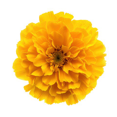 Single yellow marigold flower in top-down view, Isolated Transparent Background