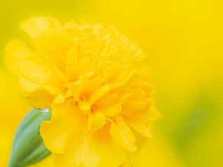春から秋まで公園や花壇を彩るマリーゴールドのある風景。自然風景素材。ぼんやりした花畑のイメージ。