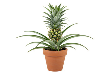 Pineapple Plant: Growing Guide & Care Tips