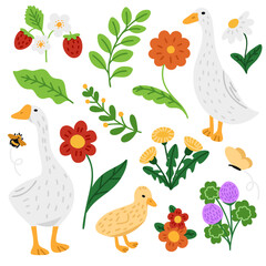 Flowers, strawberries, geese. Vector illustration