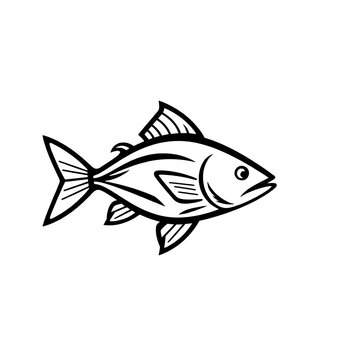 black and white verities  fish line art vector