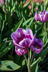 Blooming purple tulips in spring garden