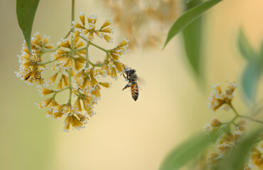 Small yellow striped bee feeding from white and yellow flower with blurry background in the...