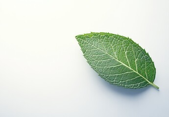Obraz premium Single vibrant green leaf, angled, against plain white background. Detailed leaf venation visible