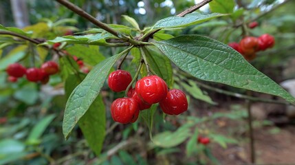 Red Berries Hanging on a Branch. Close-up of vibrant, round fruit growing on lush, green foliage. Captures the essence of nature's beauty.