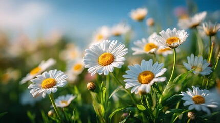 Fototapeta premium Daisy Delight: A vibrant field of white daisies with sunny yellow centers basks under a clear blue sky, creating a cheerful natural scene.