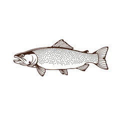 Fish with Shadow Illustration
