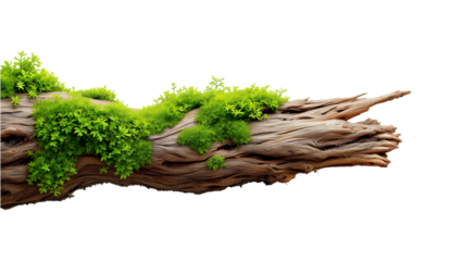 Moss covered log isolated on white background