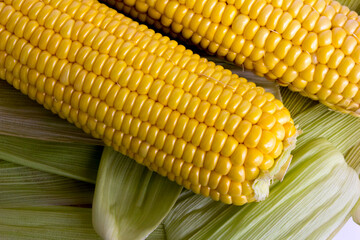 Two fresh sweet corns isolated on white background.