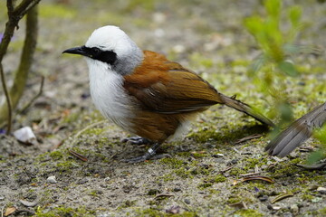  White-crested laughingthrush (Garrulax leucolophus) family Leiothrichidae. Walsrode Bird Park, Germany.
