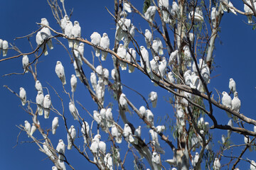 Corella, large group flock native Australian birds in tree, Licmetis Cacatua, white cockatoo, blue sky, outback Queensland wildlife birdwatching