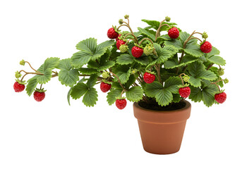 Potted Strawberry Plant: Growing Guide