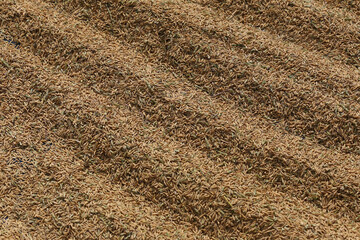 Rice grains scattered on the ground.