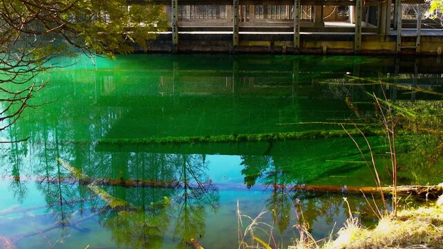 Crystal clear emerald water with observation raft at Kitch iti kipi in Palms Book State Park Michigan on bright sunny morning.