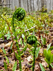 Fototapeta premium Closeup of fiddleheads growing in the forest with a soft focus forest background. Green plants growing in the brown undergrowth.