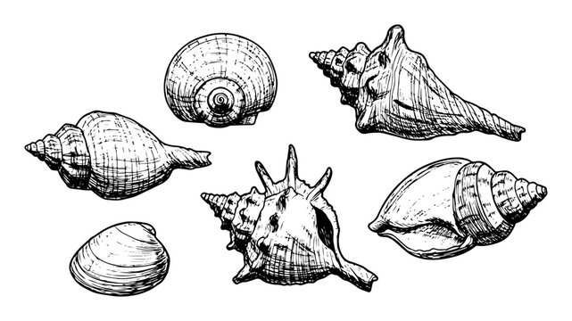 sea shells set hand drawn vector illustration in monochrome style