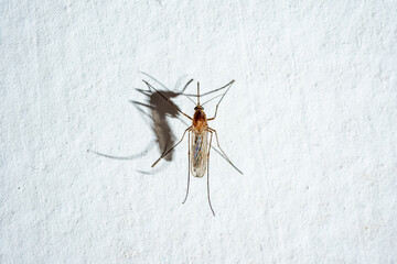 Close-up of a mosquito pest, with a grayish-brown, brownish-tan, or black body. Mosquitoes are...