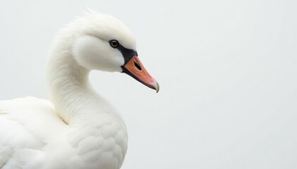 Obraz premium Close-up of pristine white feathers against pure white backdrop, object, fragile