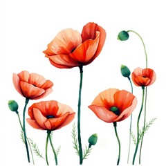 Lebendige Aquarellillustration von roten Mohnblumen mit zarten Details auf wei&szlig;em Hintergrund. Leicht, sommerlich und poetisch.