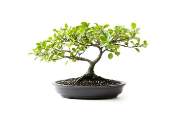 A beautifully shaped bonsai tree isolated on a white background, carefully pruned and placed in an elegant pot on the table, symbolizing nature's beauty and tranquility.