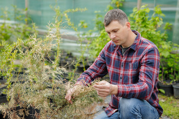Fototapeta premium Gardener checks dried thuja plant in nursery, assessing foliage health and browning branches.