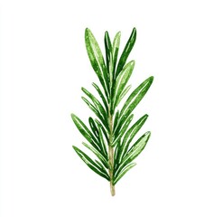 Fototapeta premium Fresh rosemary sprig, vibrant green leaves on stem. Detailed watercolor style illustration