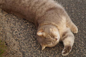 Tier, Katze, liegt, rekelt sich