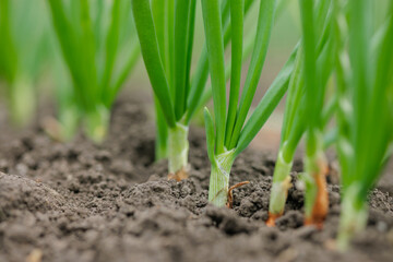 Fresh green onions sprouting from soil on a vegetable farm, early growth stage in spring.