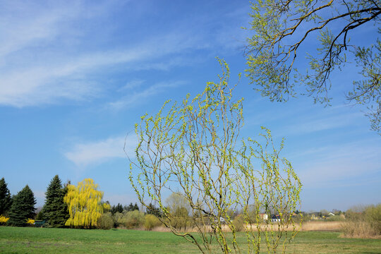 Baum, Wiese, Natur, Horizont, Himmel, Fr&uuml;hling, Landschaft