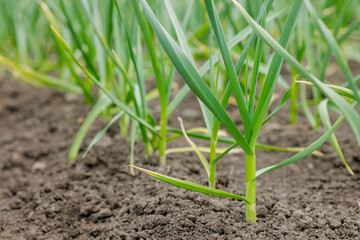 Close-up of young garlic plants growing in garden soil, early stage of spring cultivation.
