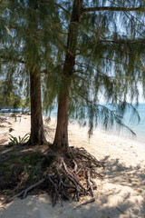 Tropical trees on beach of Ko Naka Noi or Koh Naga Noi island or Naga Pearl island in Andaman Sea in Thailand in Phang Nga province and bay