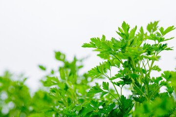 Lush green parsley growing under natural daylight, fresh and healthy organic herb foliage.