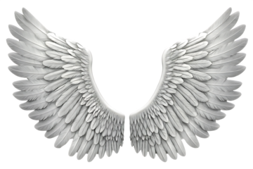 An angel wings with white feathers   isolated on white background PNG