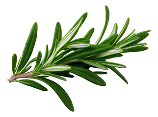 Fresh rosemary sprig with vibrant green needle-like leaves on transparent background.