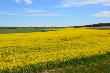 Feld, Raps, Blüte, Natur, Horizont, Himmel, Landschaft, Frühling