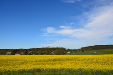 Feld, Raps, Blüte, Natur, Horizont, Himmel, Landschaft, Frühling