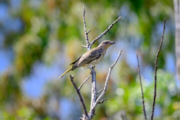Australasian Figbird, Sphecotheres vieilloti, native bird Australia, single isolated on branch, birdwatching birding nature wildlife